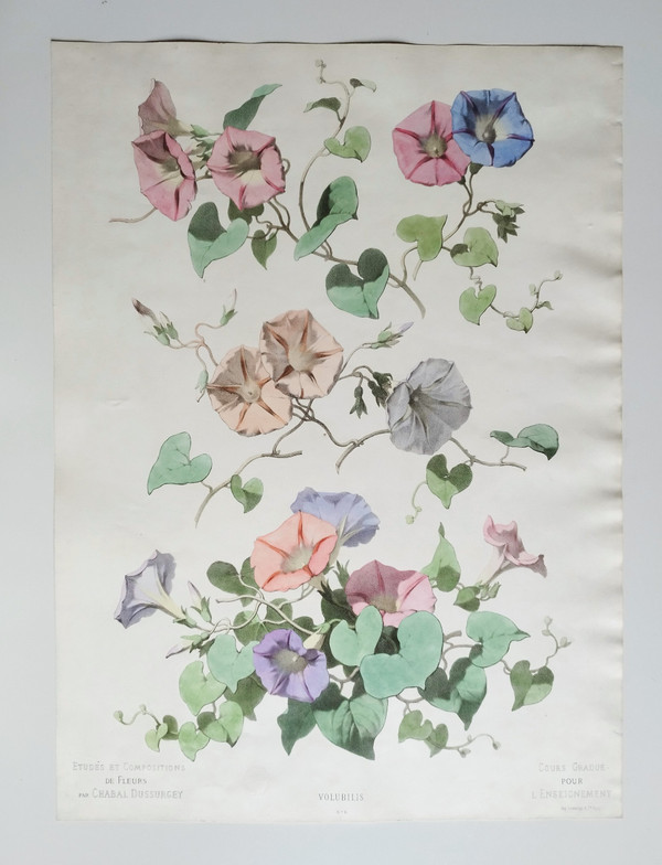 Lithographie Aquarellée Fleurs Volubilis Chabal Dussurgey