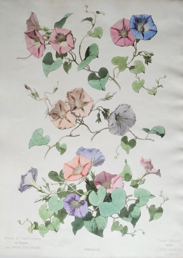 Lithographie Aquarellée Fleurs Volubilis Chabal Dussurgey