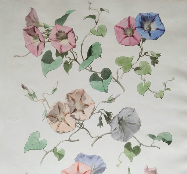 Lithographie Aquarellée Fleurs Volubilis Chabal Dussurgey