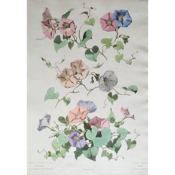 Lithographie Aquarellée Fleurs Volubilis Chabal Dussurgey