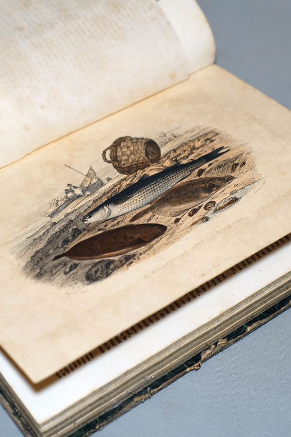 Histoire Naturelle De Lacépède, Tome II.