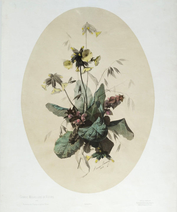 Nature Morte Fleurs De Champs Lithographie Botanique Aquarellée Par Xavier Bronner