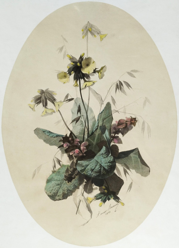 Nature Morte Fleurs De Champs Lithographie Botanique Aquarellée Par Xavier Bronner