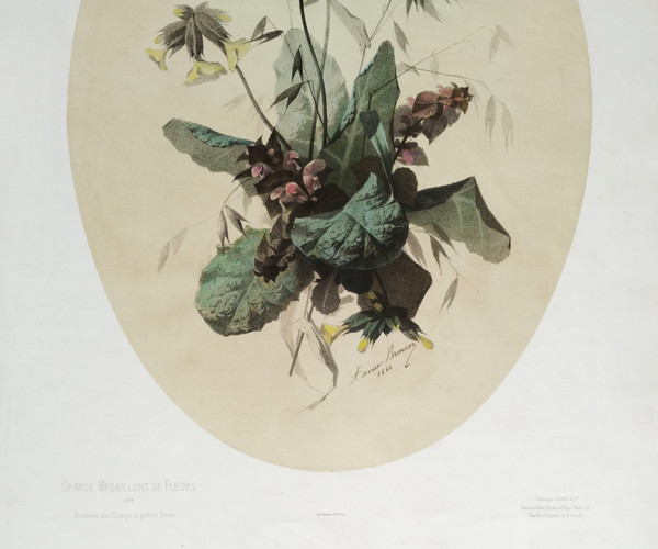 Nature Morte Fleurs De Champs Lithographie Botanique Aquarellée Par Xavier Bronner