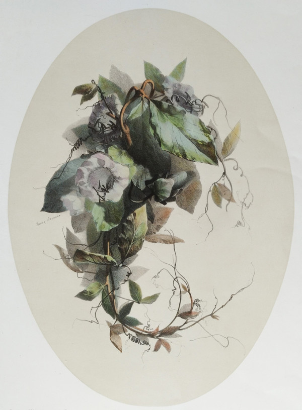Stillleben mit Cobea-Blumen von Xavier Bronner, aquarellierte botanische Lithographie, 19. Jahrhundert