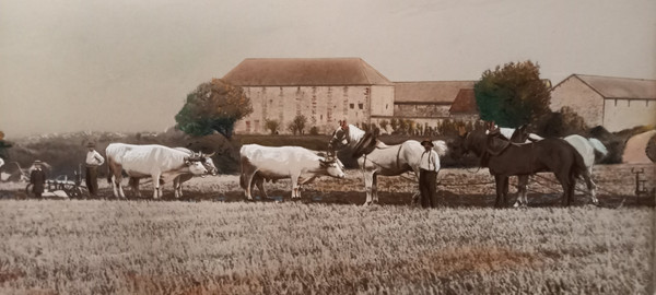 Art photography return from ploughing/XXth century