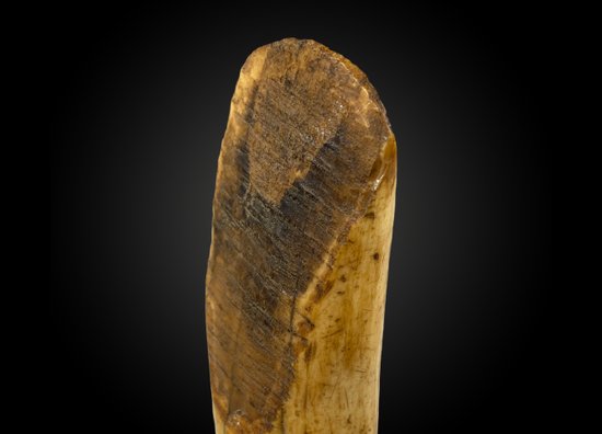 Pointe d'Herminette Alaska, Nordamerika, Marine Elfenbein