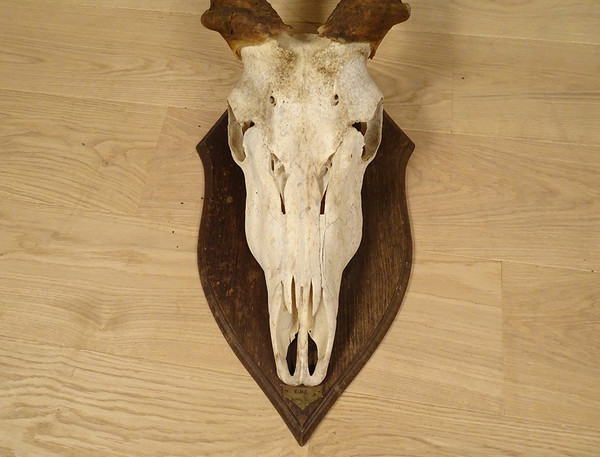 Jagdtrophäen-Massaker, Hörner, Afrikanische Antilope, Kap-Eland-Afrika, 20. Jahrhundert