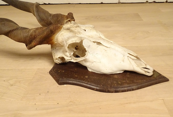 Jagdtrophäen-Massaker, Hörner, Afrikanische Antilope, Kap-Eland-Afrika, 20. Jahrhundert
