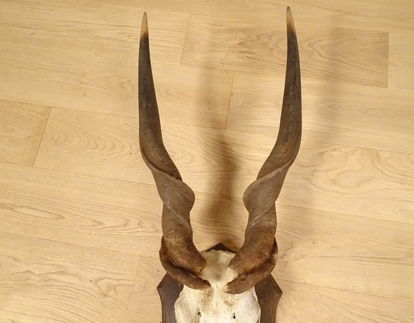 Jagdtrophäen-Massaker, Hörner, Afrikanische Antilope, Kap-Eland-Afrika, 20. Jahrhundert