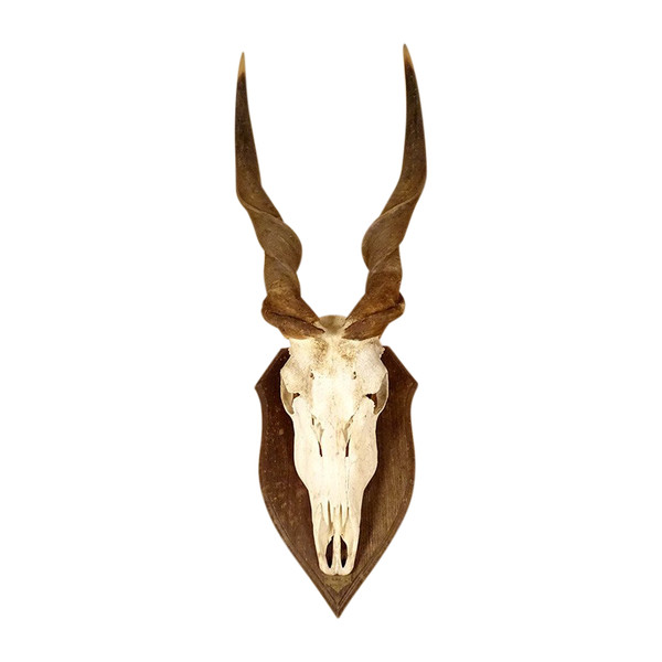 Trofeo di caccia Massacro Corna Antilope africana Cape Eland Africa 20th