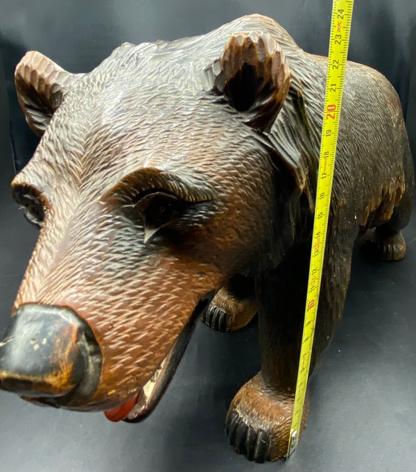 ORSO DELLA FORESTA NERA 1900