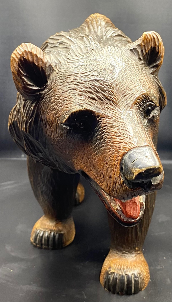 ORSO DELLA FORESTA NERA 1900