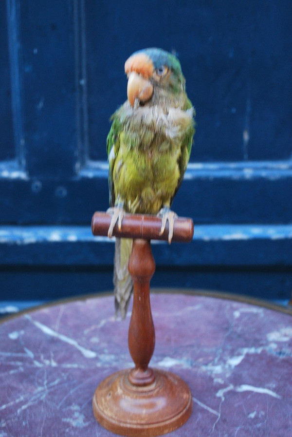 Peruche Empaillée