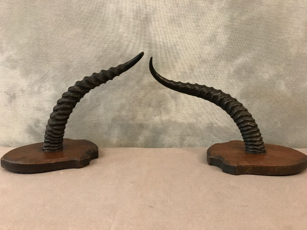 Paire de cornes de gazelle sur support en bois vers 1900