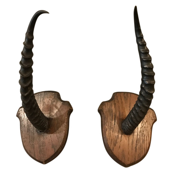 Paire de cornes de gazelle sur support en bois vers 1900