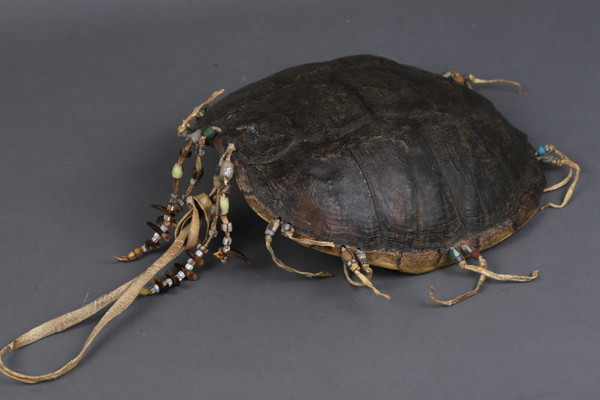 Brustschildkröte – Prärieindianer, USA