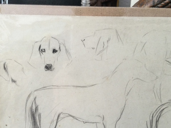 Studie eines Hundes . René Igel