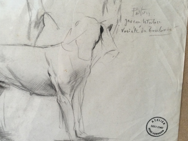 Studie eines Hundes . René Igel