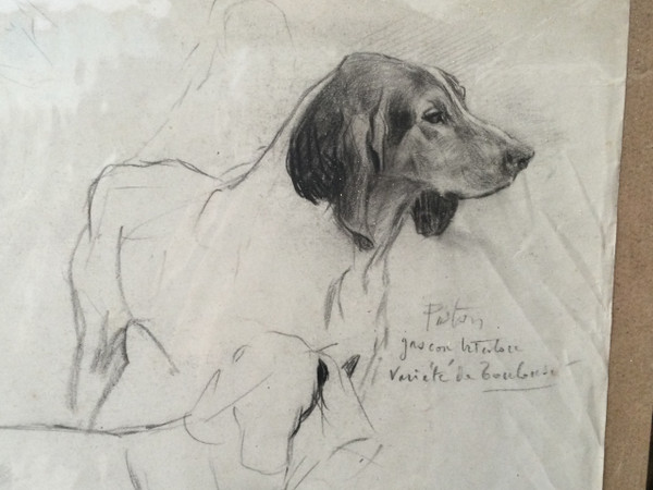 Studie eines Hundes . René Igel