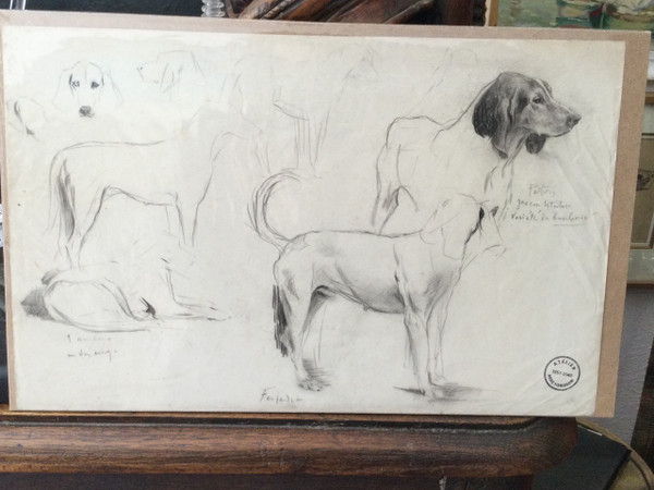 Studie eines Hundes . René Igel