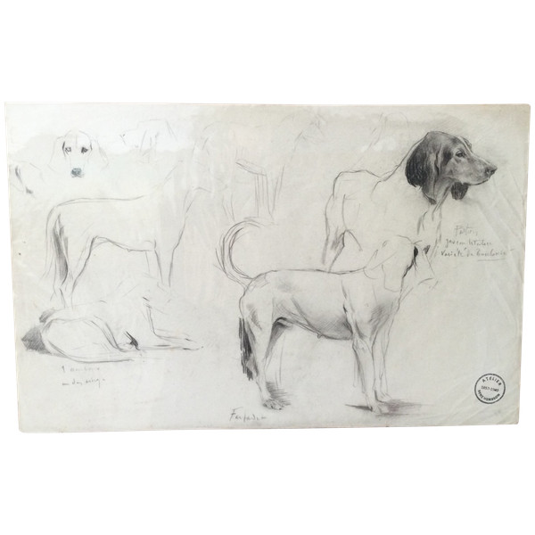 Studie eines Hundes . René Igel