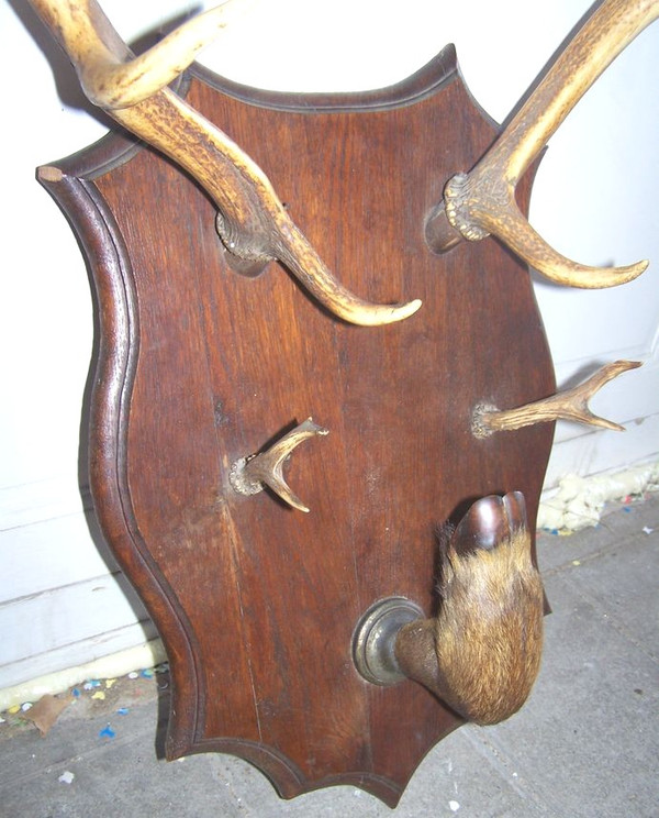 Porte manteaux en bois de cerf début 20ème 