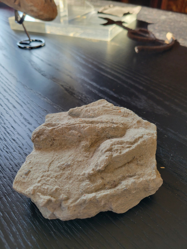 Geological plaque of tridactyl footprints of bipedal dinosaurs from the Veillon infralias (Vendée)