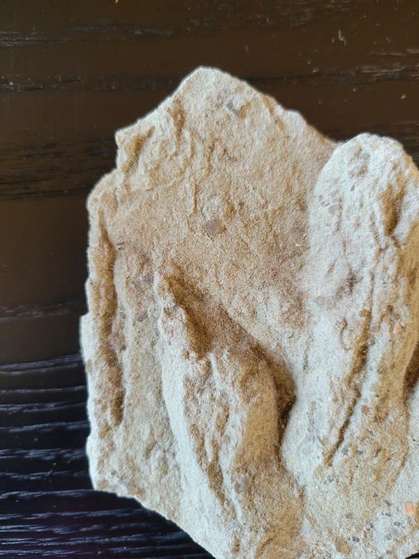 Geological plaque of tridactyl footprints of bipedal dinosaurs from the Veillon infralias (Vendée)