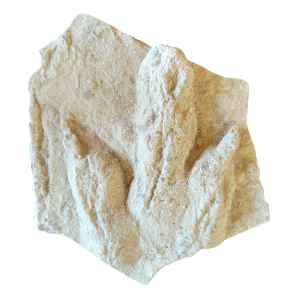 Geological plaque of tridactyl footprints of bipedal dinosaurs from the Veillon infralias (Vendée)