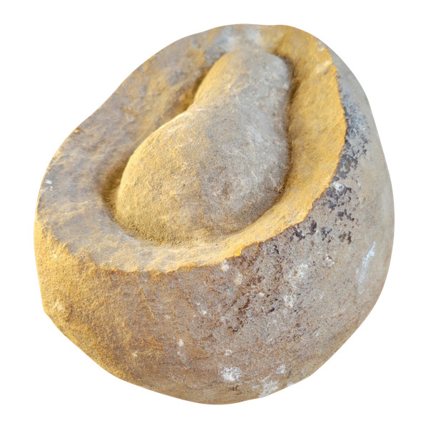 Fossil presented as a dinosaur egg
