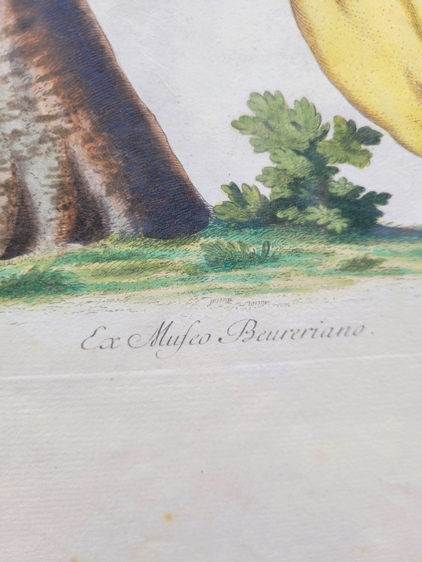 after G W Knorr, Pair of naturalistic engravings, 18th century