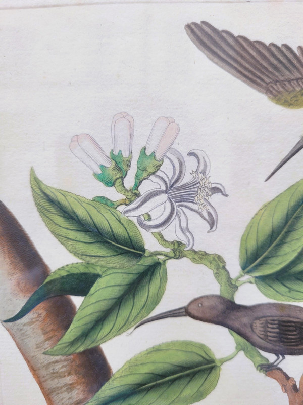 after G W Knorr, Pair of naturalistic engravings, 18th century