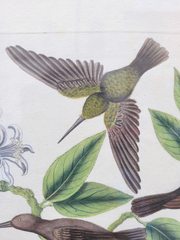 after G W Knorr, Pair of naturalistic engravings, 18th century