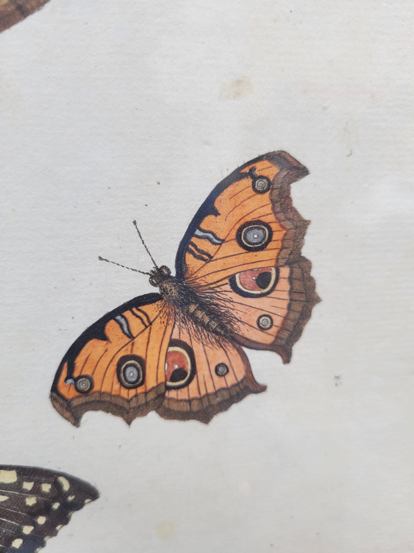 after G W Knorr, Pair of naturalistic engravings, 18th century