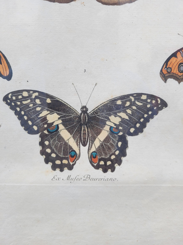 after G W Knorr, Pair of naturalistic engravings, 18th century