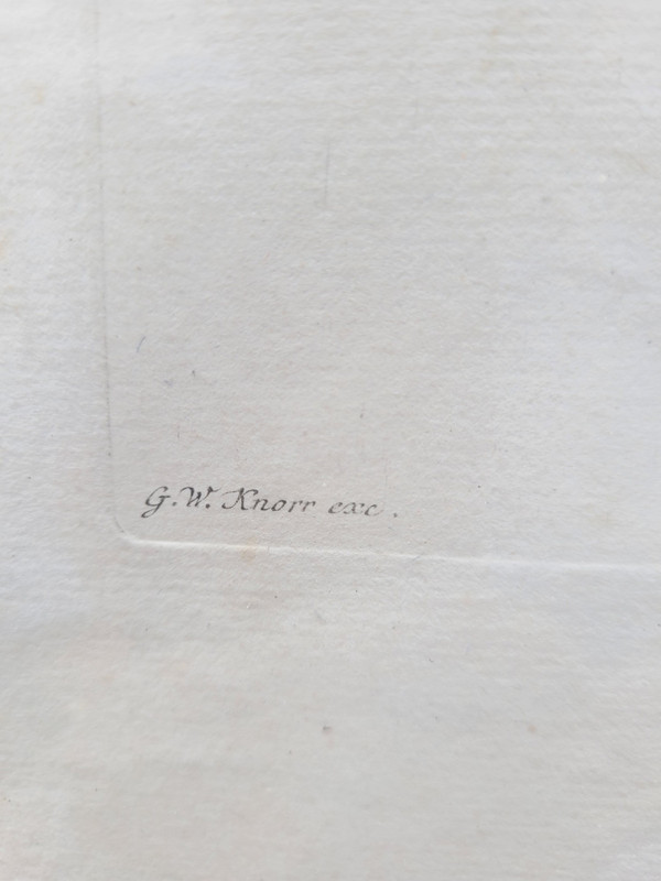 after G W Knorr, Pair of naturalistic engravings, 18th century