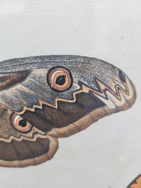 after G W Knorr, Pair of naturalistic engravings, 18th century