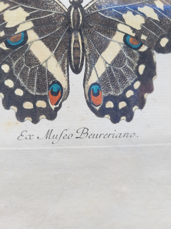 after G W Knorr, Pair of naturalistic engravings, 18th century