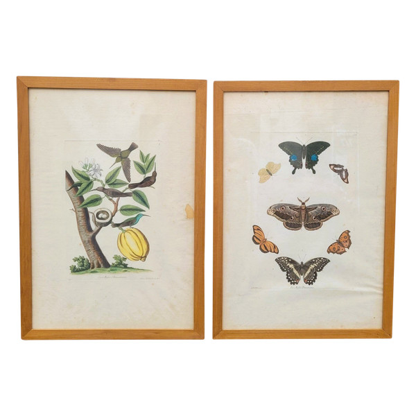 after G W Knorr, Pair of naturalistic engravings, 18th century