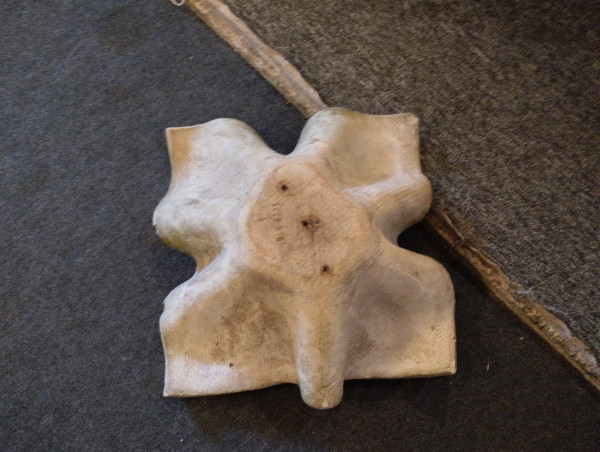 Planter - Biasca - Elephant Ear - Fiber cement - Willy Guhl - V. 1950.