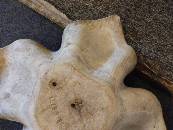Planter - Biasca - Elephant Ear - Fiber cement - Willy Guhl - V. 1950.