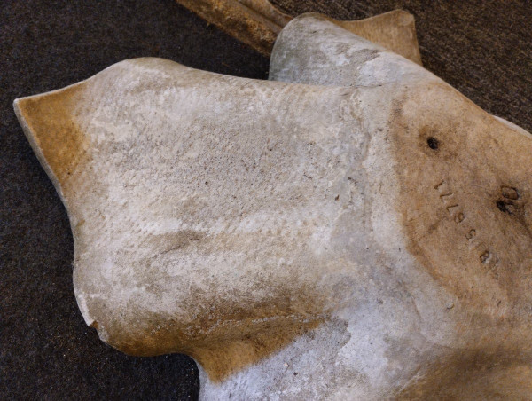 Planter - Biasca - Elephant Ear - Fiber cement - Willy Guhl - V. 1950.