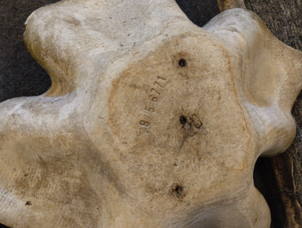 Planter - Biasca - Elephant Ear - Fiber cement - Willy Guhl - V. 1950.