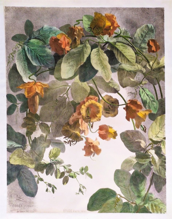 Litografia acquerello arrampicata Cobée XIX fiori 