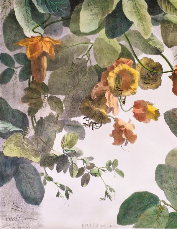 Litografia acquerello arrampicata Cobée XIX fiori 