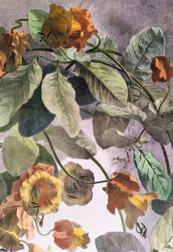 Litografia acquerello arrampicata Cobée XIX fiori 