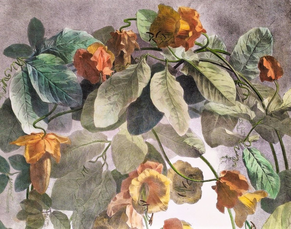 Litografia acquerello arrampicata Cobée XIX fiori 