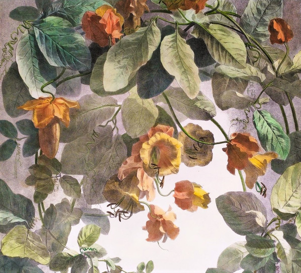 Litografia acquerello arrampicata Cobée XIX fiori 