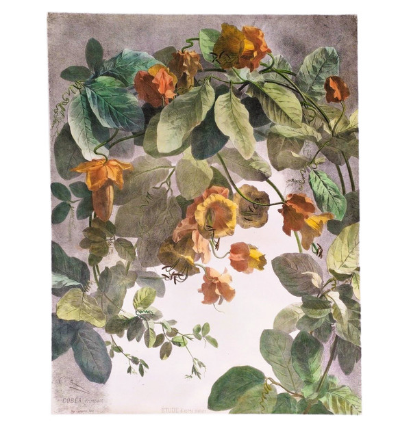 Litografia acquerello arrampicata Cobée XIX fiori 
